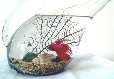 Betta in Decanter $45.90