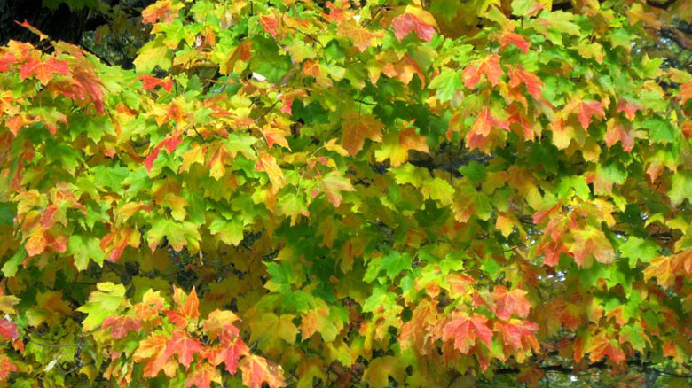 Fall-Color-2-large