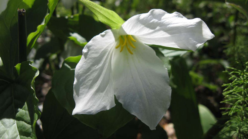 Trillium-large