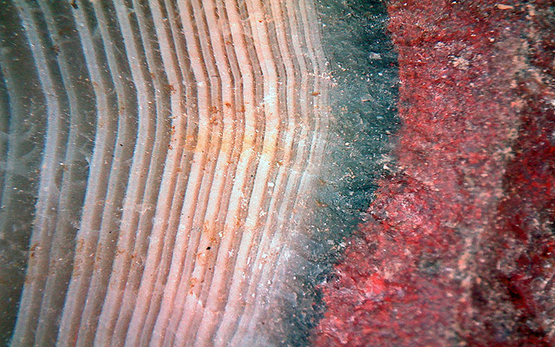Agate-Finds-004