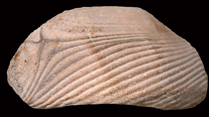 Chert-4-large
