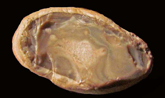 Chert-7-large