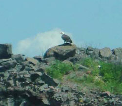 Eagle