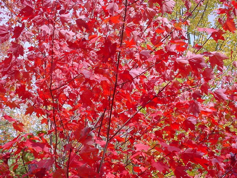 Fall-Colors-large