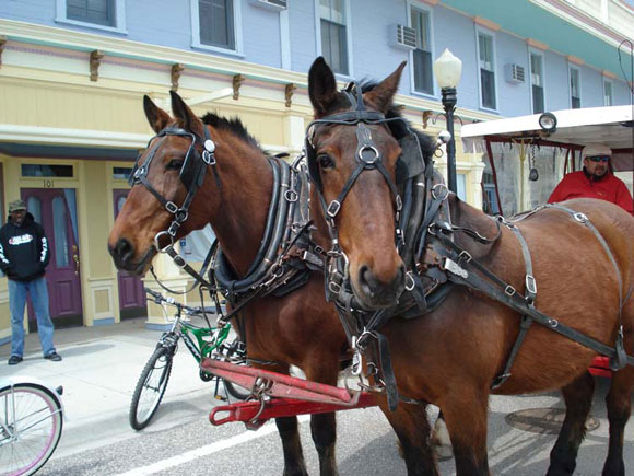 Horses-large