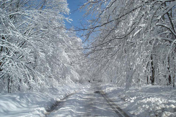 Snow-trees-large