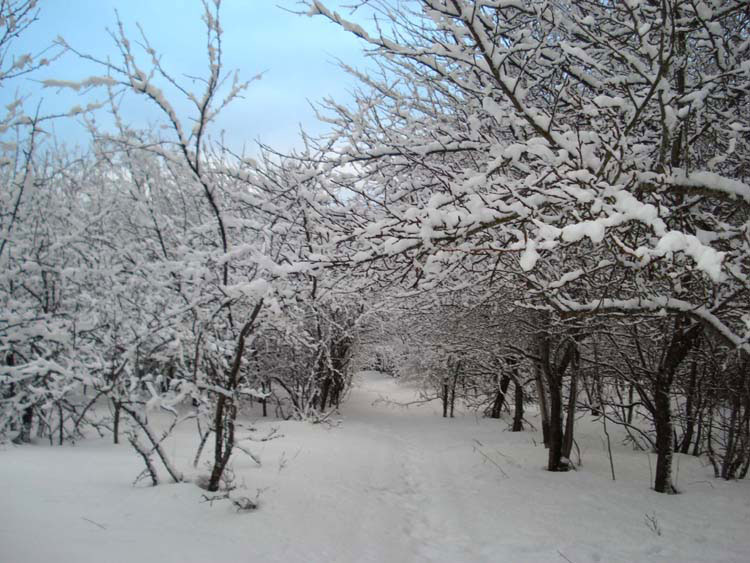 Winter-path-big