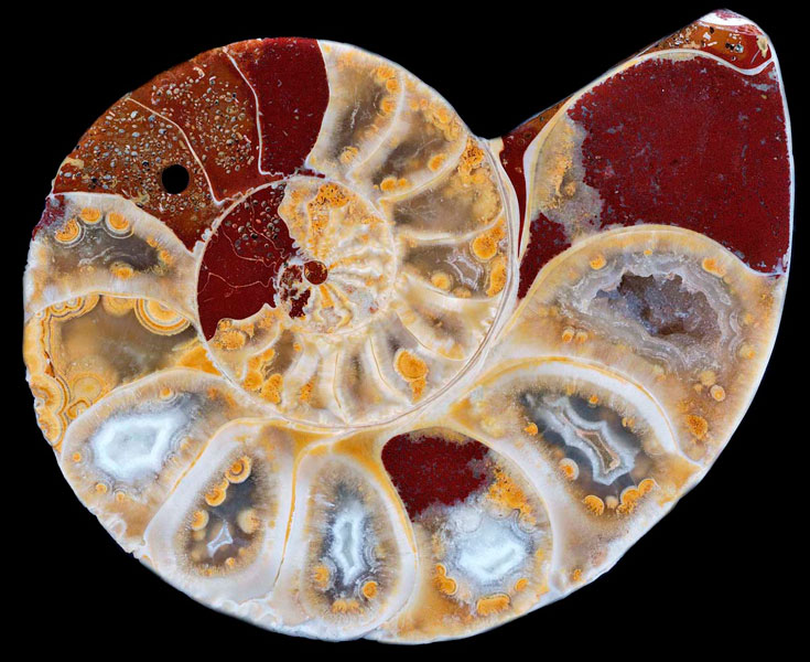 ammonite-2-big