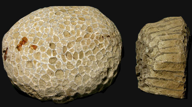 favosite-rough-1