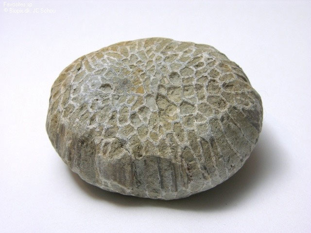 favosite-rough-2