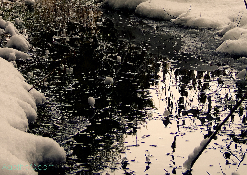 Winter scene closeup nature art photography by AgathaO.com