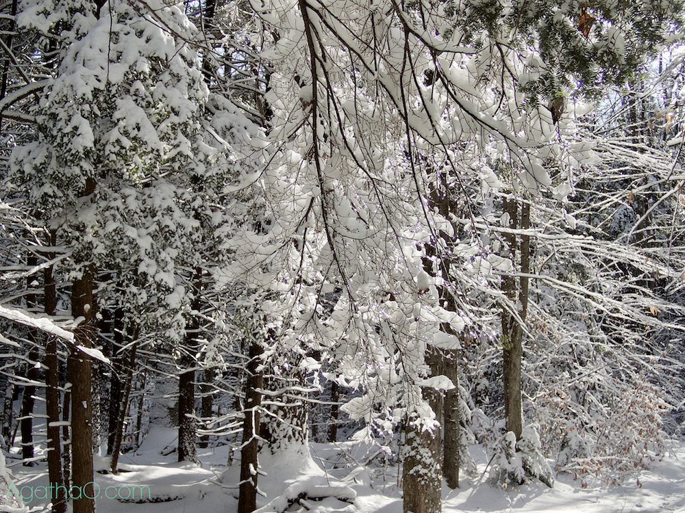 Winter scene nature art photography from AgathaO.com