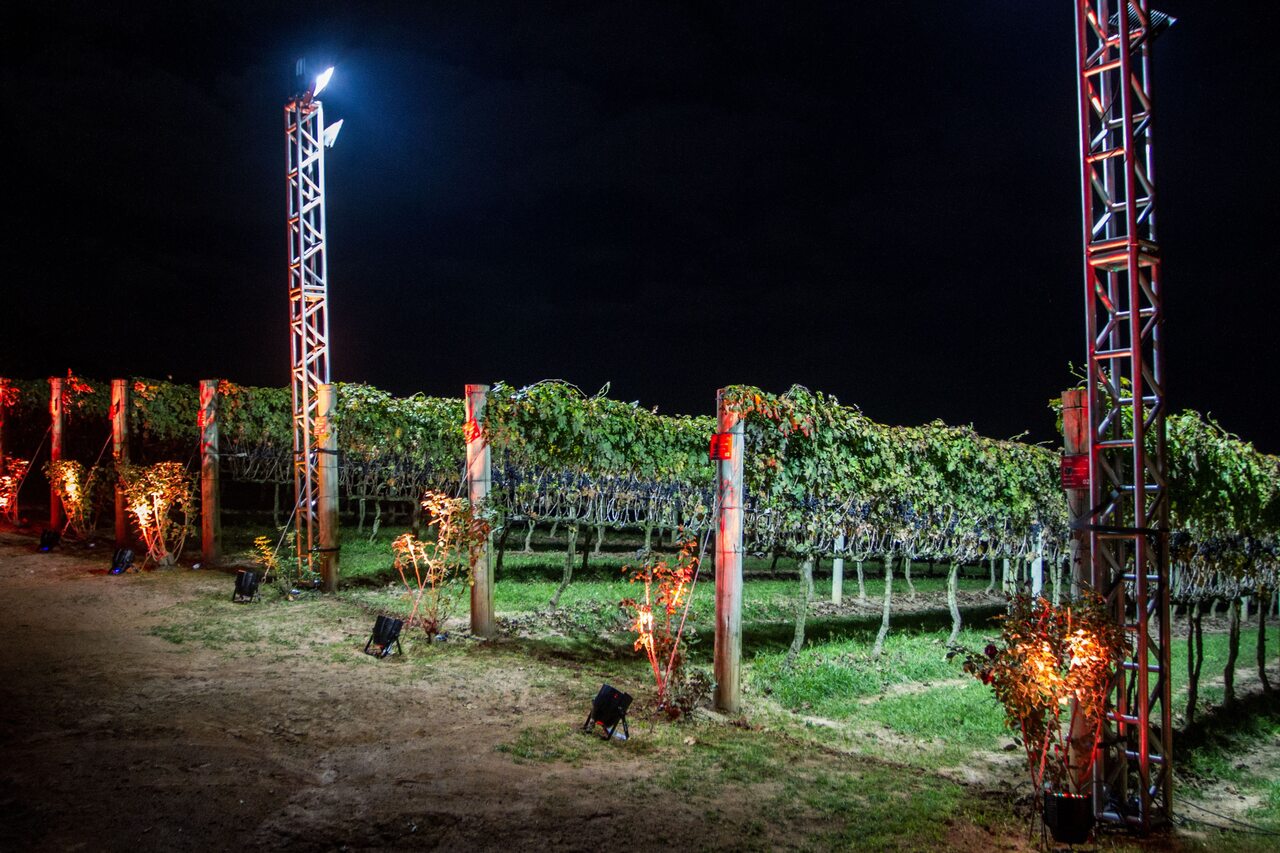 Vinícola Góes realiza colheita de uvas ao luar