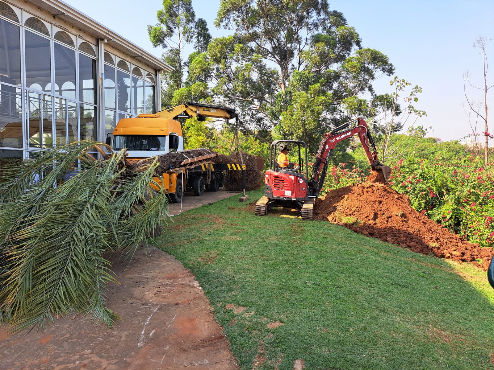 Tamareira centenária é transplantada no Jardim Botânico de Sorocaba