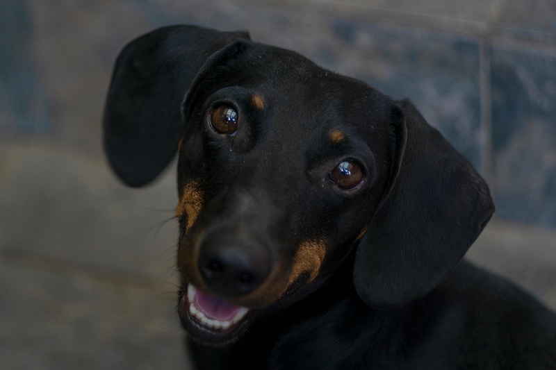 Shopping Cidade Sorocaba promove Encontro de Dachshunds com programação especial para tutores e pets