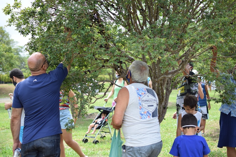 Parque Maeda abre pomar para colher e saborear jabuticabas direto do pé