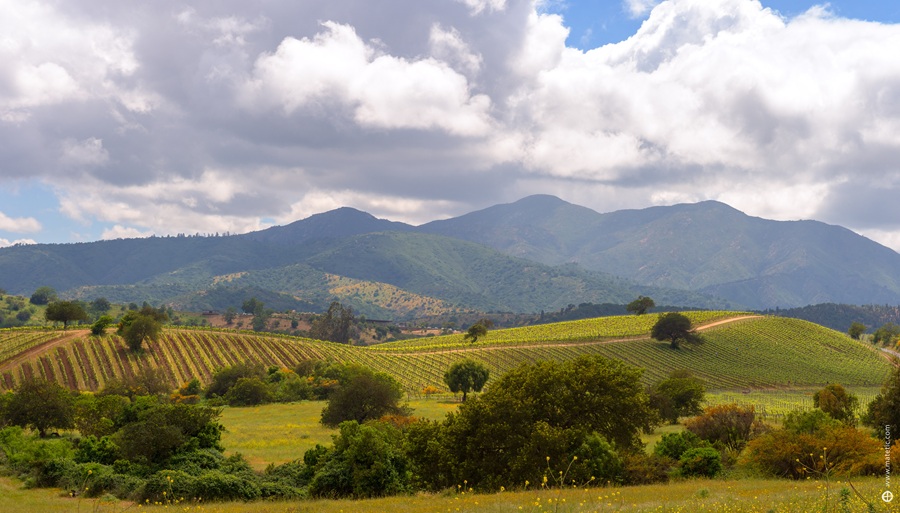 Primavera no Chile: hotel em vinícola oferece promoção para famílias com crianças