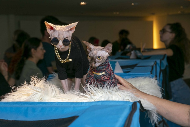 Encontro de Gatos de Raças Exóticas acontece no Iguatemi Esplanada nos dias 27 e 28 de setembro