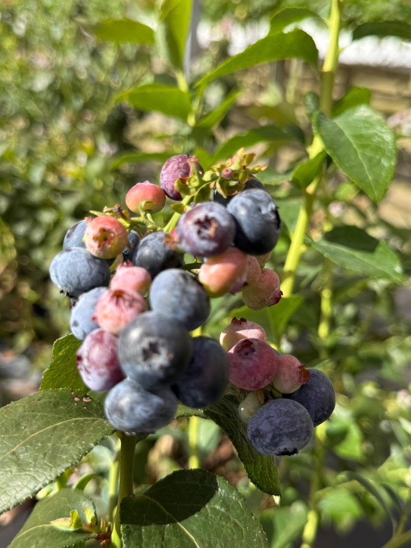 Parque Maeda oferece colheita de mirtilos