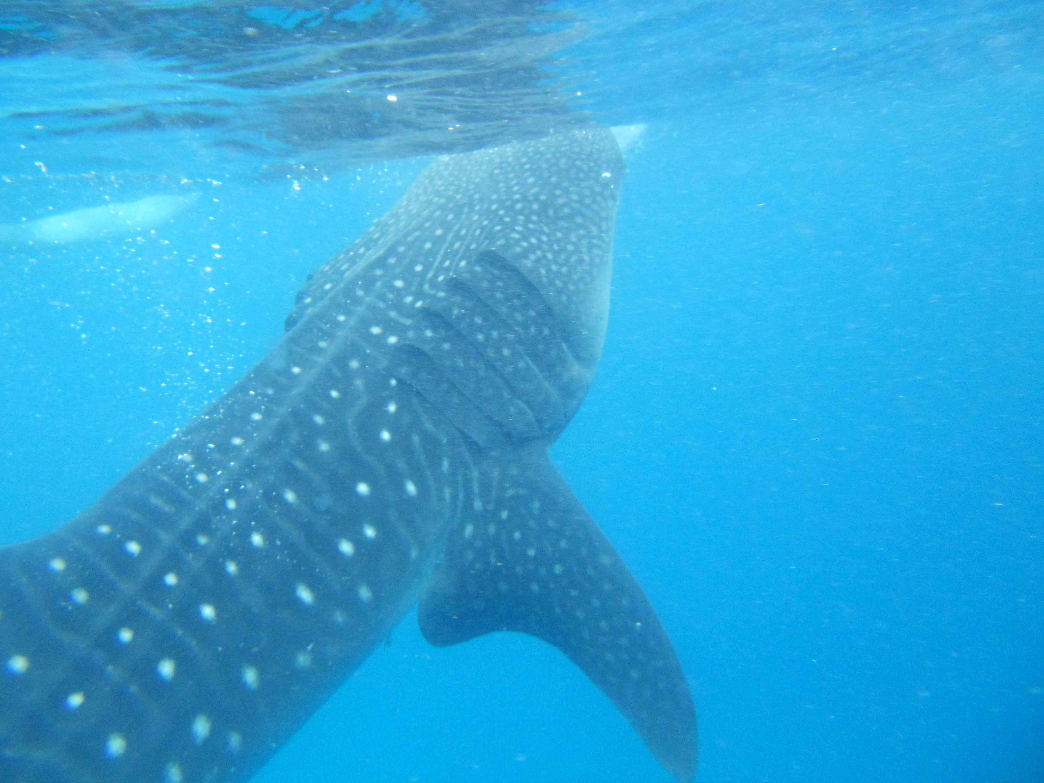 whaleshark