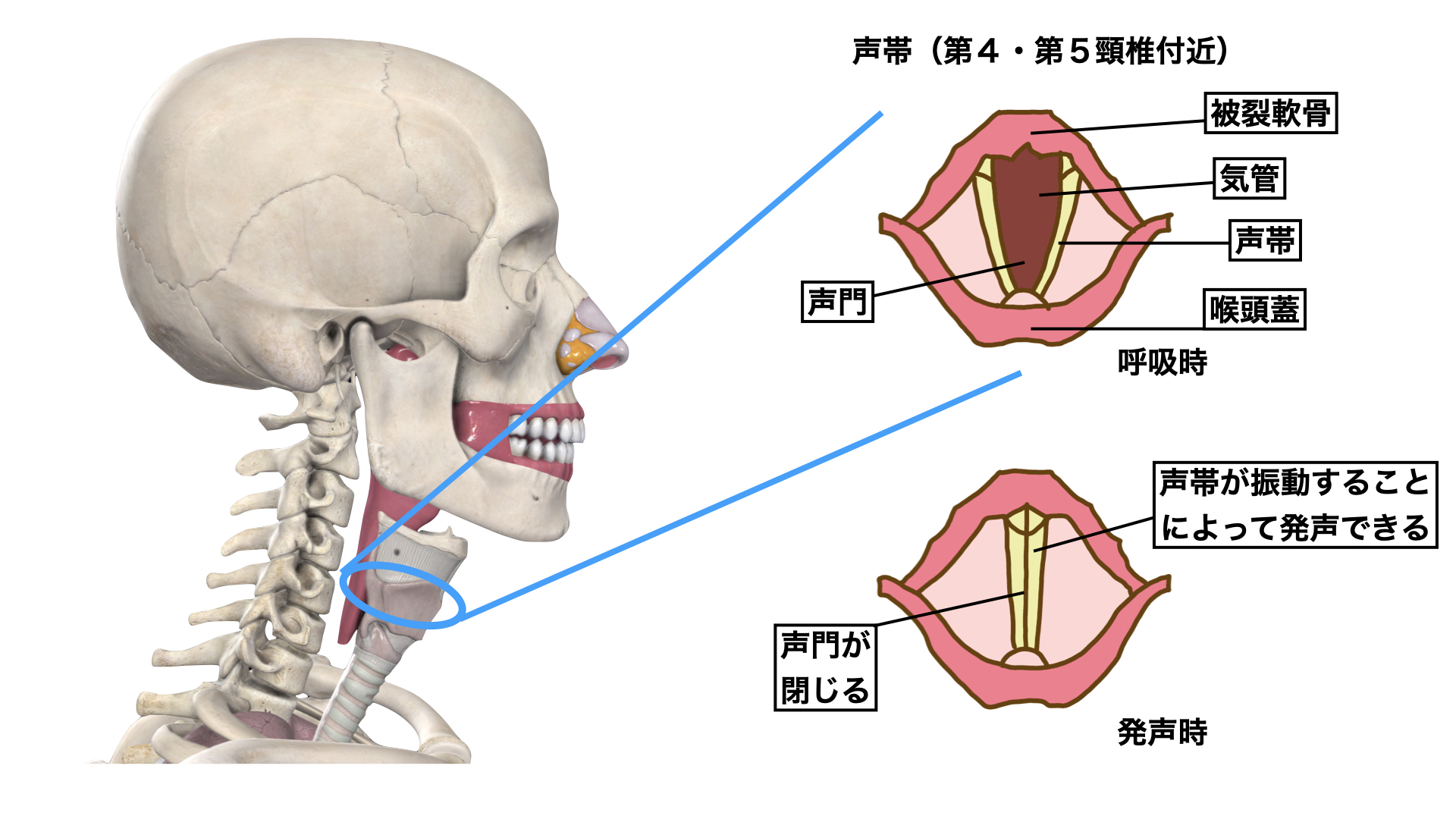 発声のメカニズム にしむら治療院