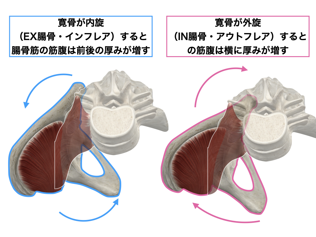 宮本重範の理学療法シリーズ①仙腸関節②大腰筋 仙腸関節、大腰筋、骨盤調整