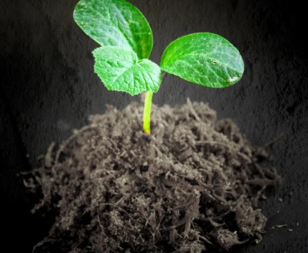 Plant sapling
