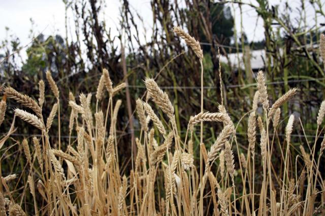 wheat_LR