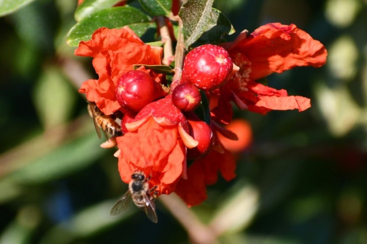 National Pollinator Week