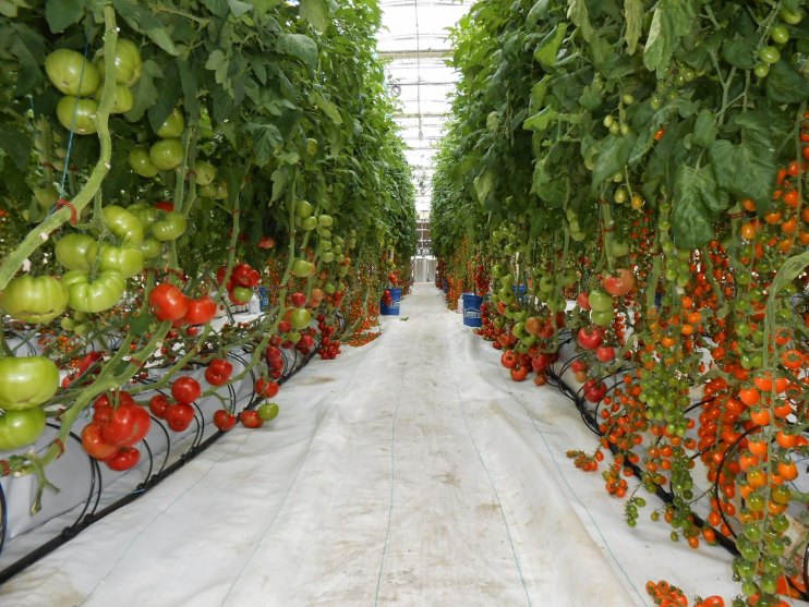 new crop nsurance program