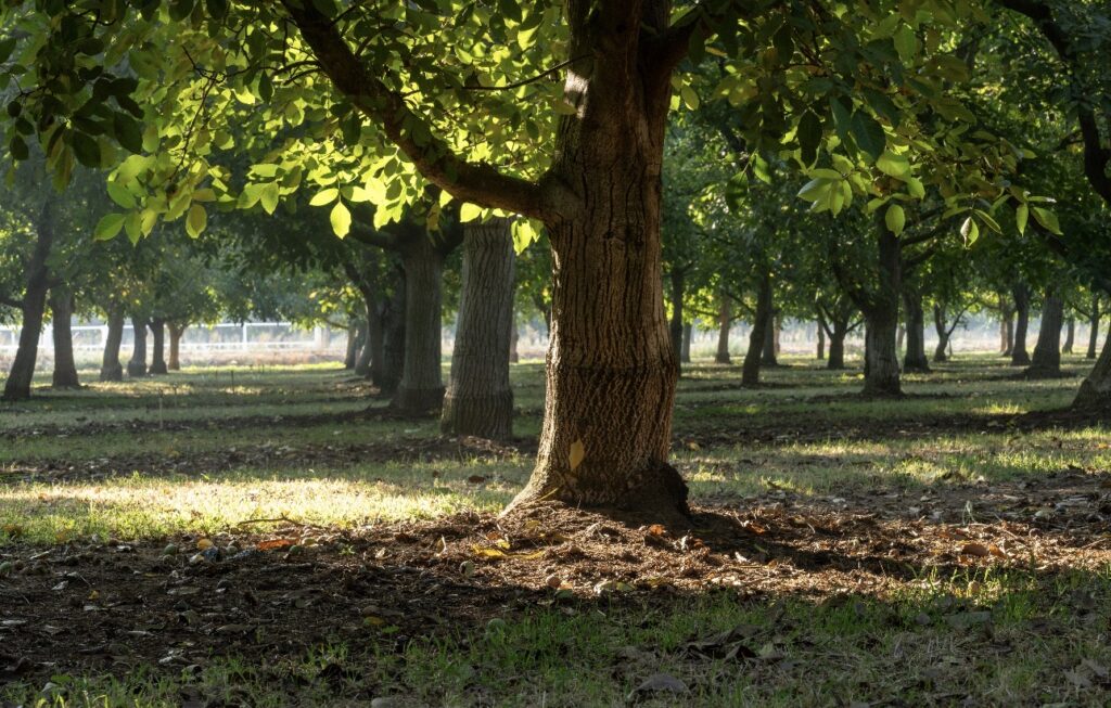Featured image for “California Walnuts Eye Strong 2026 After Global Success”