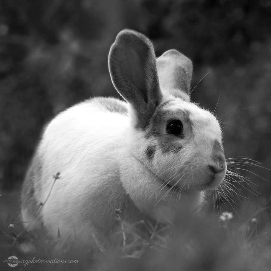 Rabbit on Grass