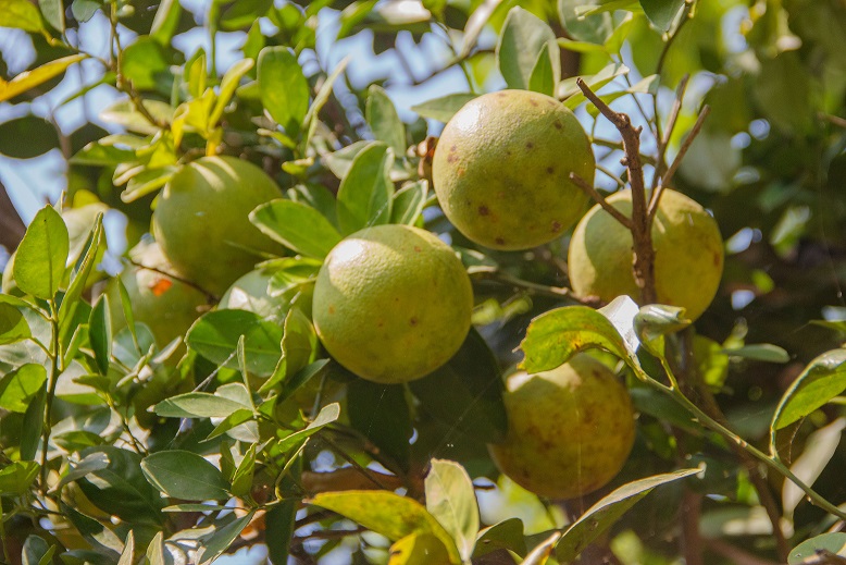 ORANGES