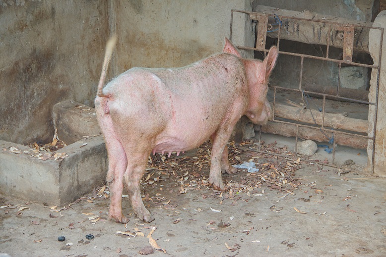 PORC LEON
