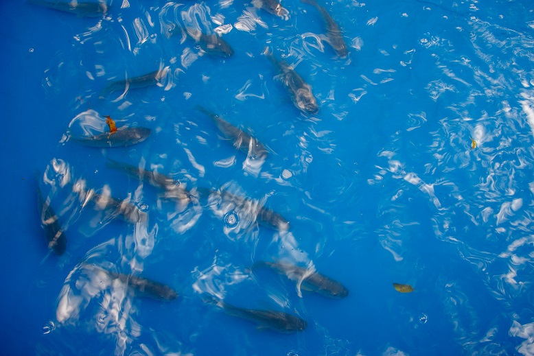 POISSON ENABLE