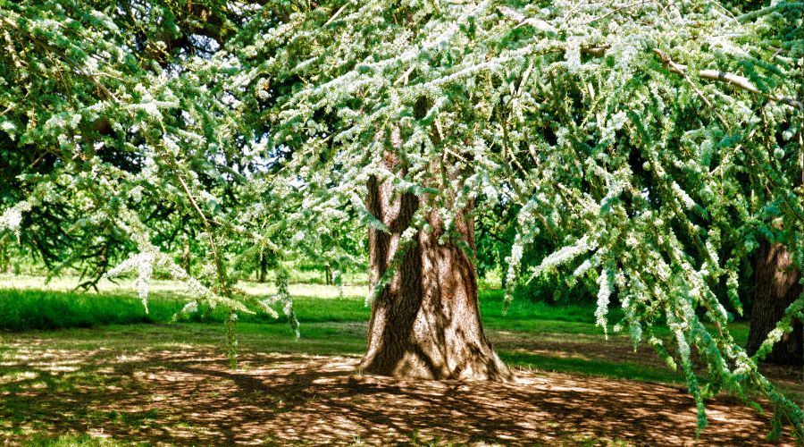 Sacred Yew Ritual Guide Full size Yew Tree