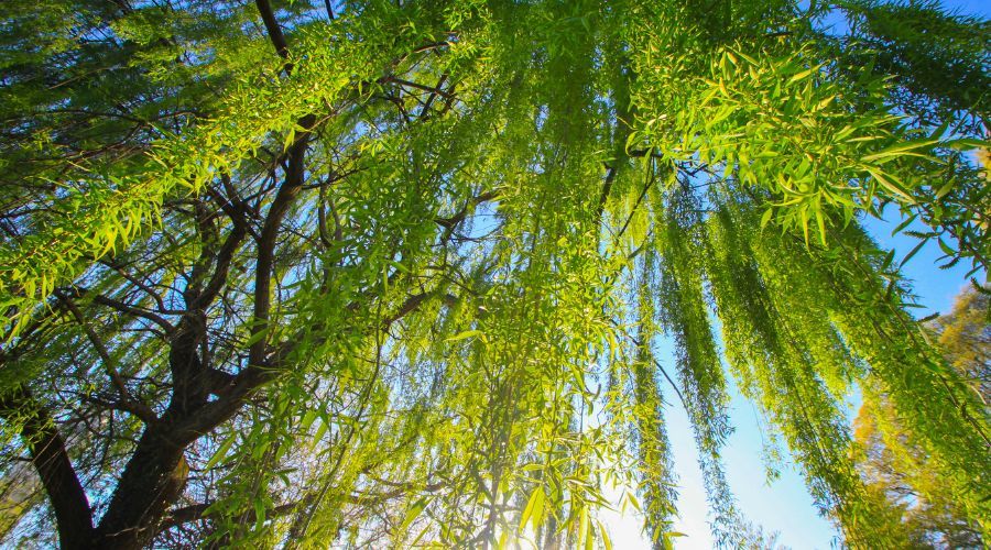 Willow Ritual Guide