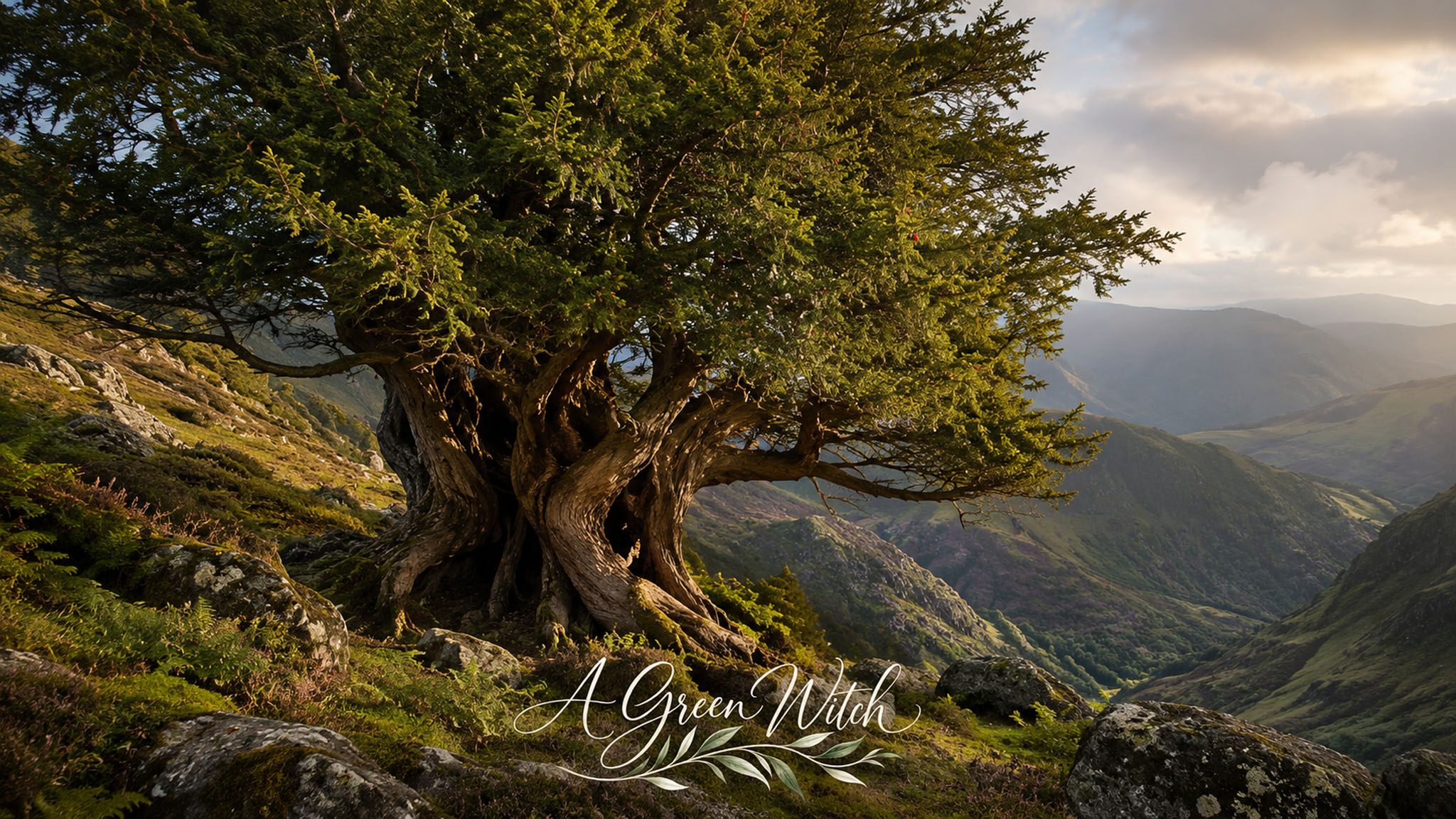Mysterious and Sacred Yew Ritual Guide – 5 Methods for Healing and Intuition