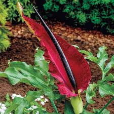 Dragon Ranunculus Dragon Flowers (Dracunculus Vulgaris): Complete Growing and Care Guide ...