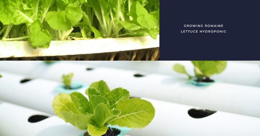 Growing Romaine Lettuce Hydroponic
