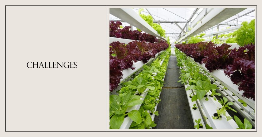 Vertical Farming