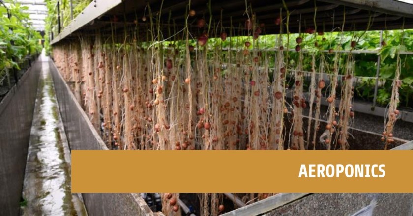 Vertical Farming