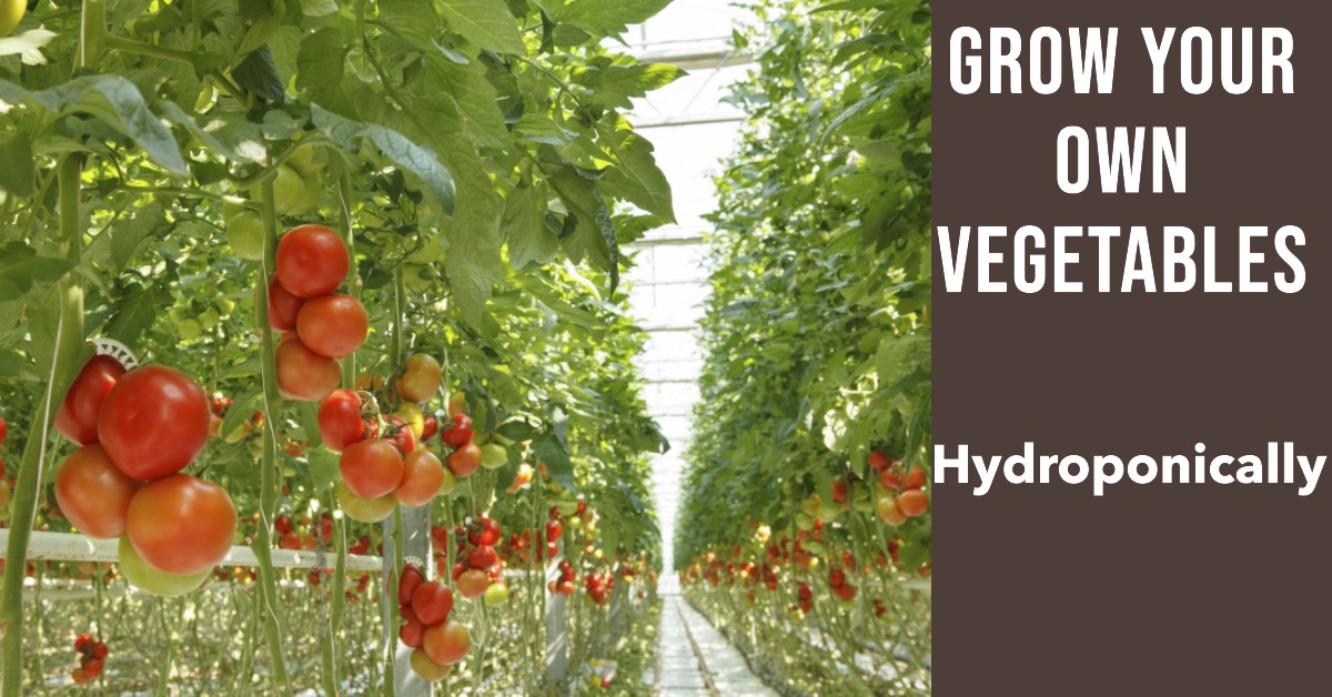 Hydroponic Vegetable Growing