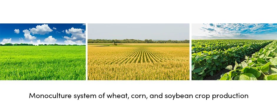 Độc canh hay đa canh: Cái nào tốt hơn cho sản xuất cây trồng?