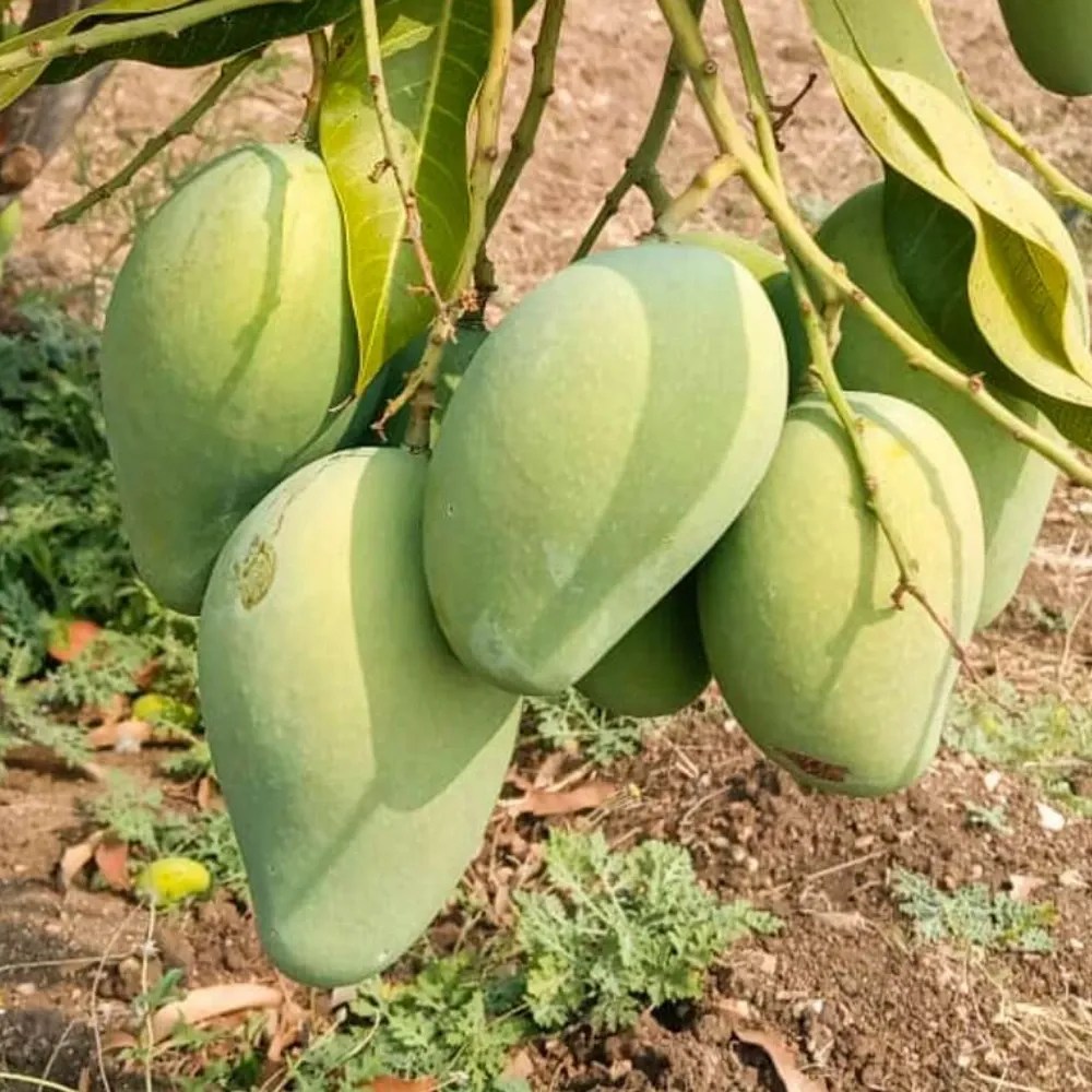 Amrapali Mango