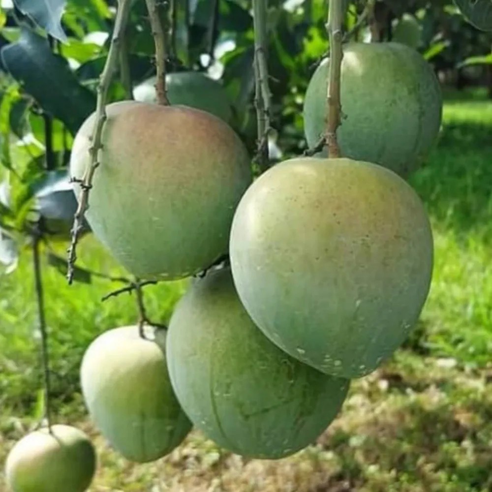 Bari4 Mango