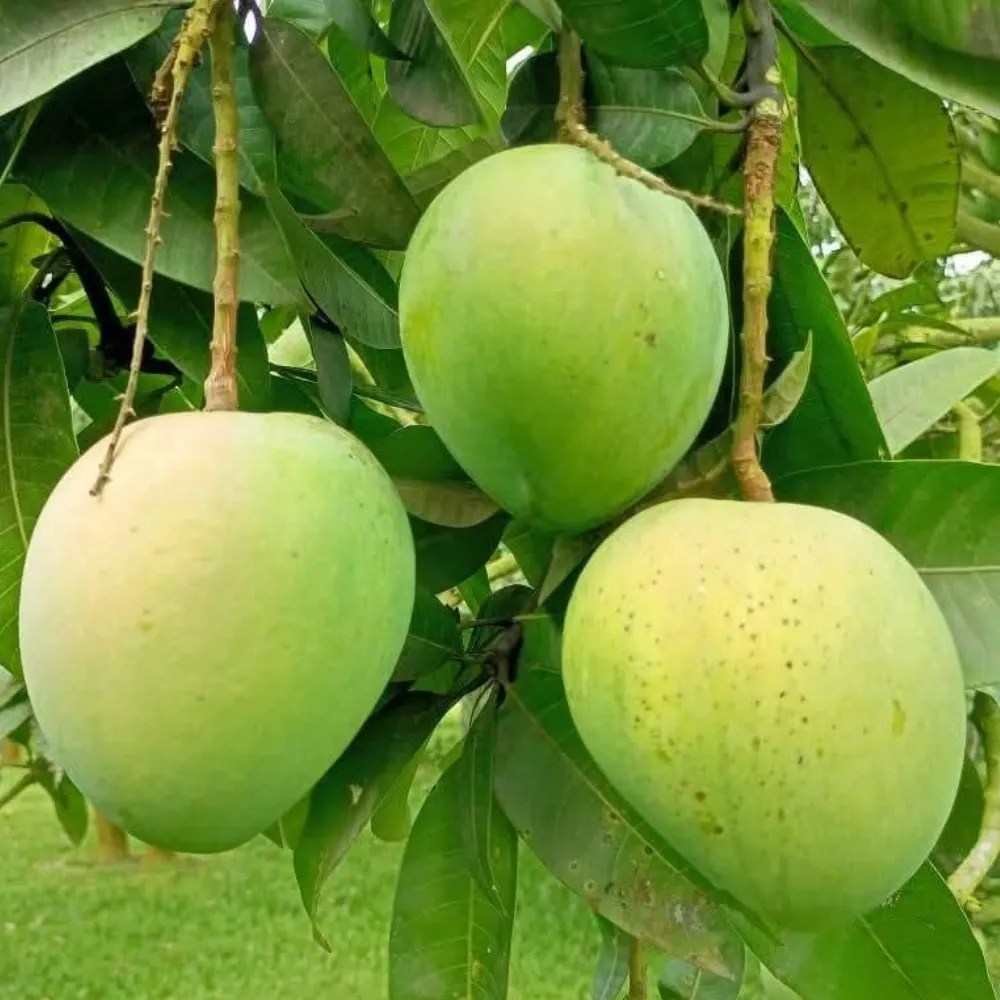 Harivanga Mango