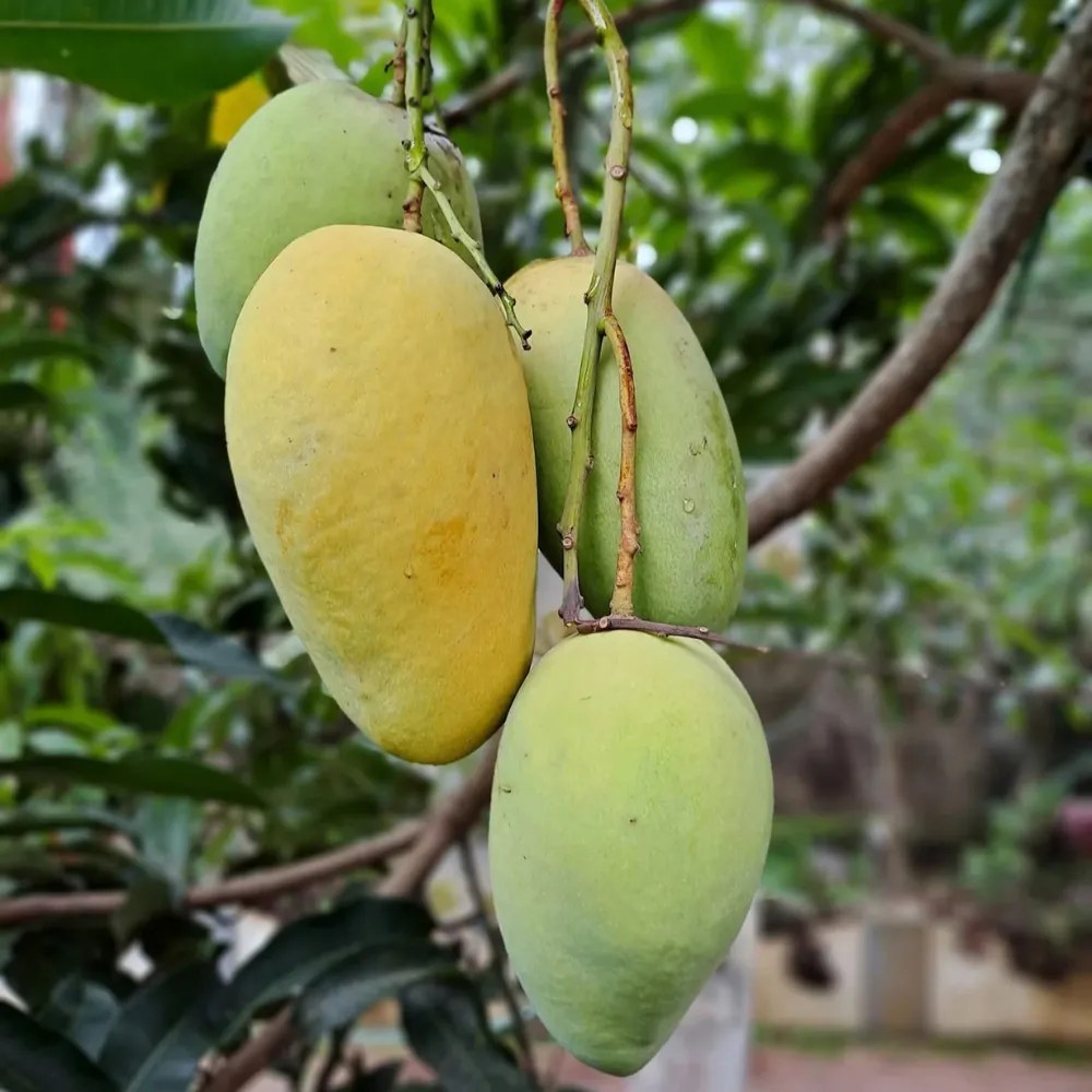 Katimon Mango