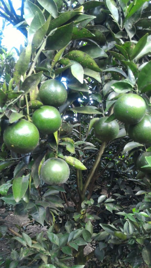 Cara penyemaian bibit jeruk keprok | Agrokompleks Kita