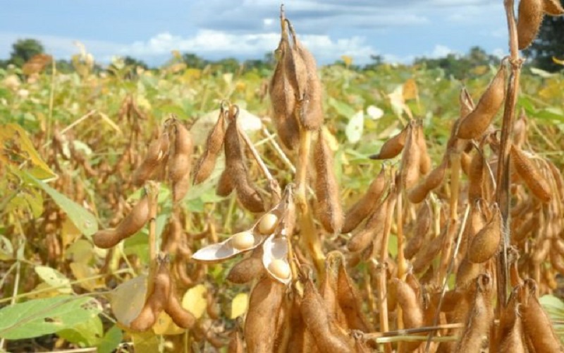 Estados Unidos com área de soja abaixo do esperado